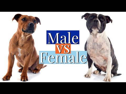 Video: Memilih Tambahan Bersama Terbaik untuk Bull Terrier Staffordshire - 6 Perkara yang Harus Anda Ketahui