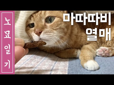 [노묘일기] 이번에는 마따따비 열매! (ENG SUB)