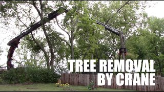Tree Removal by Crane