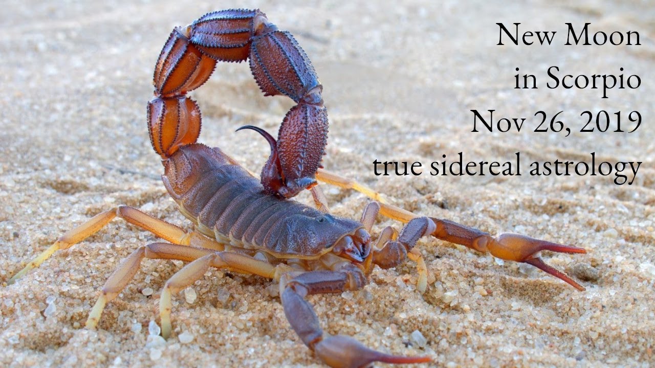 New Moon on November 26th, 2019 - true sidereal astrology