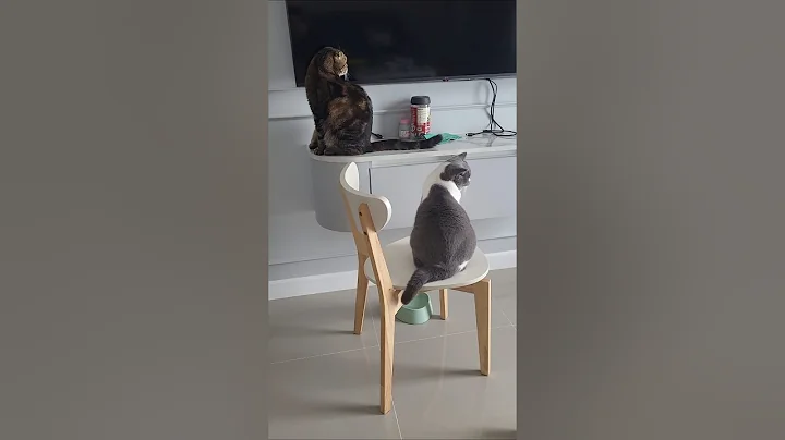 Video 10827161: scottish fold british shorthair, snow british shorthair