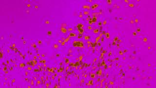 Pink & Orange Particles - Motion Background (Seamless Loop)