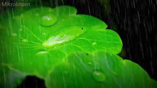 Heavy Rain on Tiny Plants | Pure White Noise (No Thunder / No Loop)