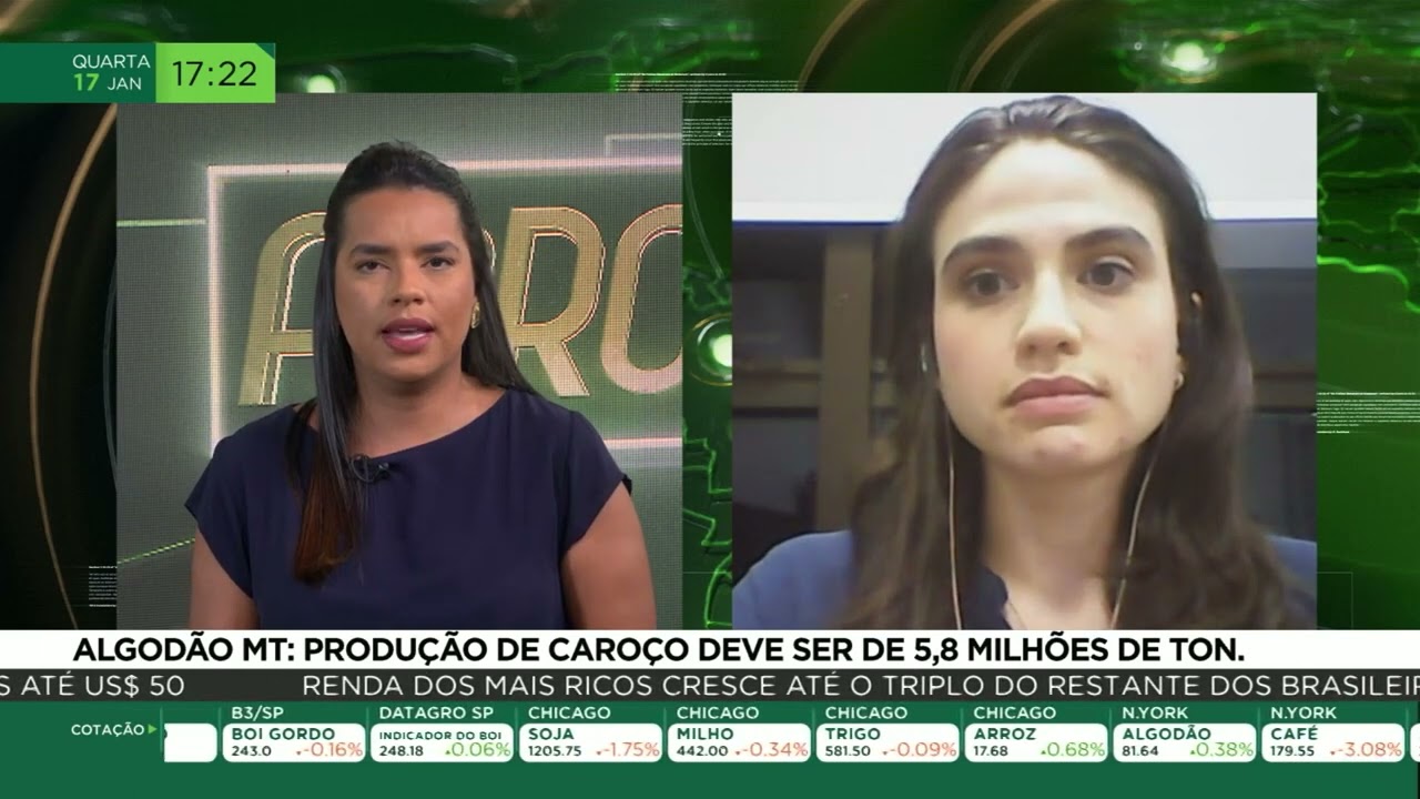 Algodão MT: produção de caroço deve ser de 5,8 milhões de ton.