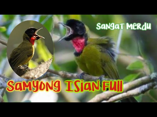 Samyong Gacor Full Isian || 1001 Suara Alunan Lagu Mewah class=