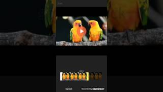 How to edit videos in smart phone using viva video app? screenshot 5