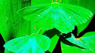Detalles Moths. THE SECRET WORLD OF GARDENS Noticias