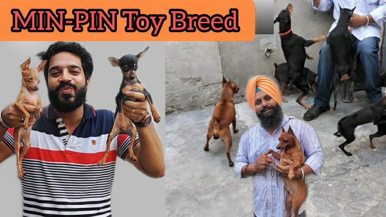 BEST TOY BREED IN INDIA MINPIN EASY TO ADOPT DOG BREED LESS THAN 5