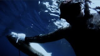 Spearfishing – Yellowtail Kingfish (Seriola lalandi)