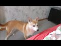 じわじわと距離を縮める柴犬と猫