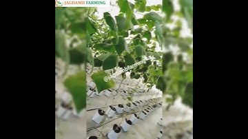 Cucumber Harvesting - Jagdamb hydroponic farming