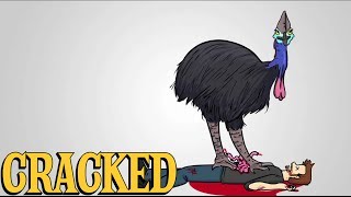 Why the Cassowary Is the Most Terrifying Animal Ever