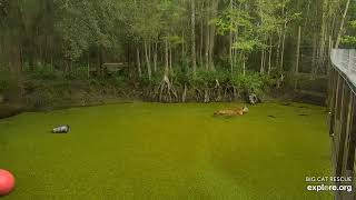 Jump in the lake! Dutchess tiger at Big Cat Rescue.