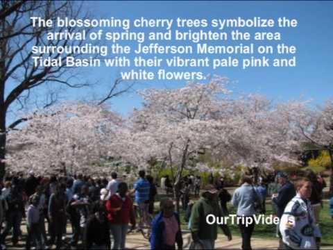 National Cherry Blossom Festival, Washington, DC -...