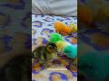 Most Beautiful Rainbow Ducklings You Will Ever See