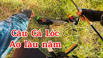 Lure Cá Lóc Ao Cá Lâu Năm Cần Rancy Max Cacbon Máy Symano sienna Máy hg3000 Đồ Câu Đại Ngáo