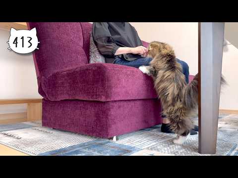 Elle hesitates to get on the couch. Elle video No.413