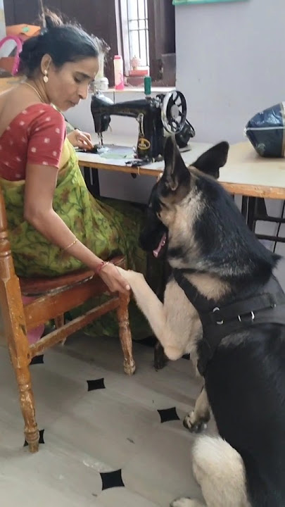 kalaa ilage chesthadu akali ainappudu🥰🐕‍🦺🐾😁#dogshorts #germanshepheard #dog#ytshorts #yt #pets#amma