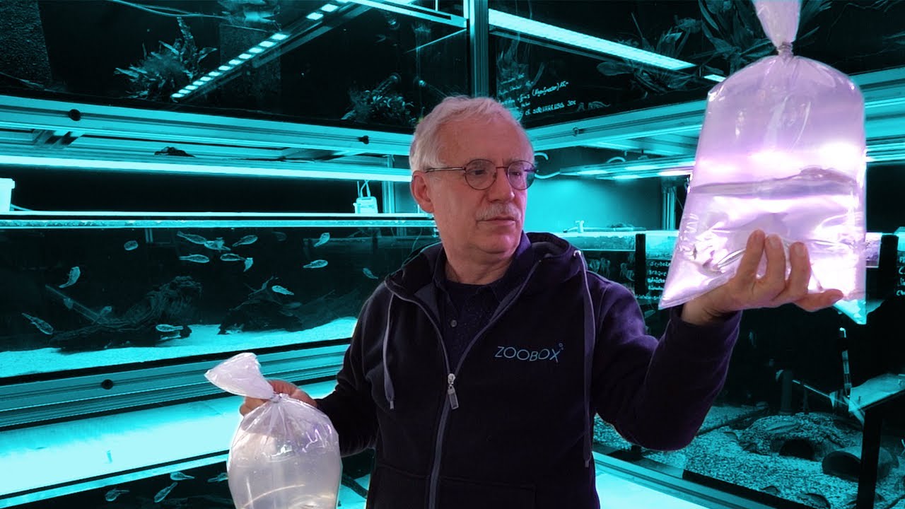 fliegende Fische im Aquarium Fisch Unboxing