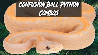 Confusion Ball Python Morph Combinations | Jack's Reptiles