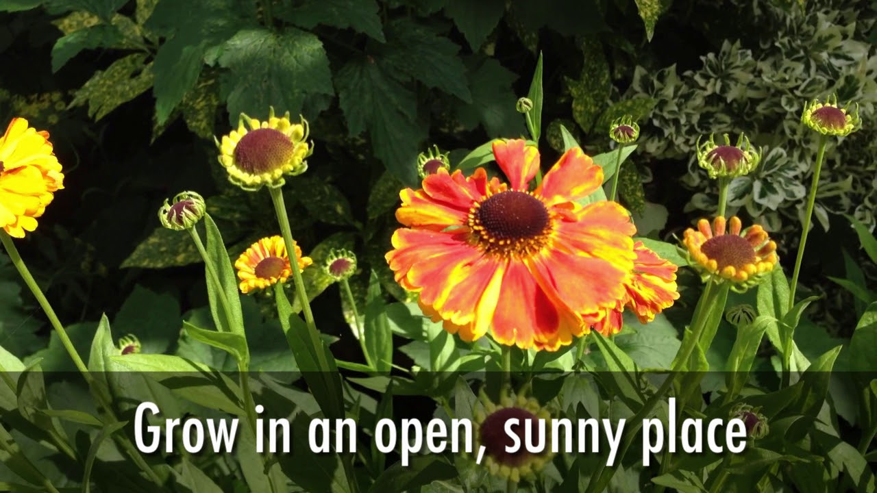 The Many Benefits of Growing Heleniums in Your Garden - YouTube
