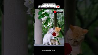 Download Lagu Mencintaimu adalah takdirku #shorts #funny #viral #cat MP3