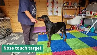 Novice Masters Trick Dog by Sarah Wood 32 views 7 months ago 9 minutes, 37 seconds