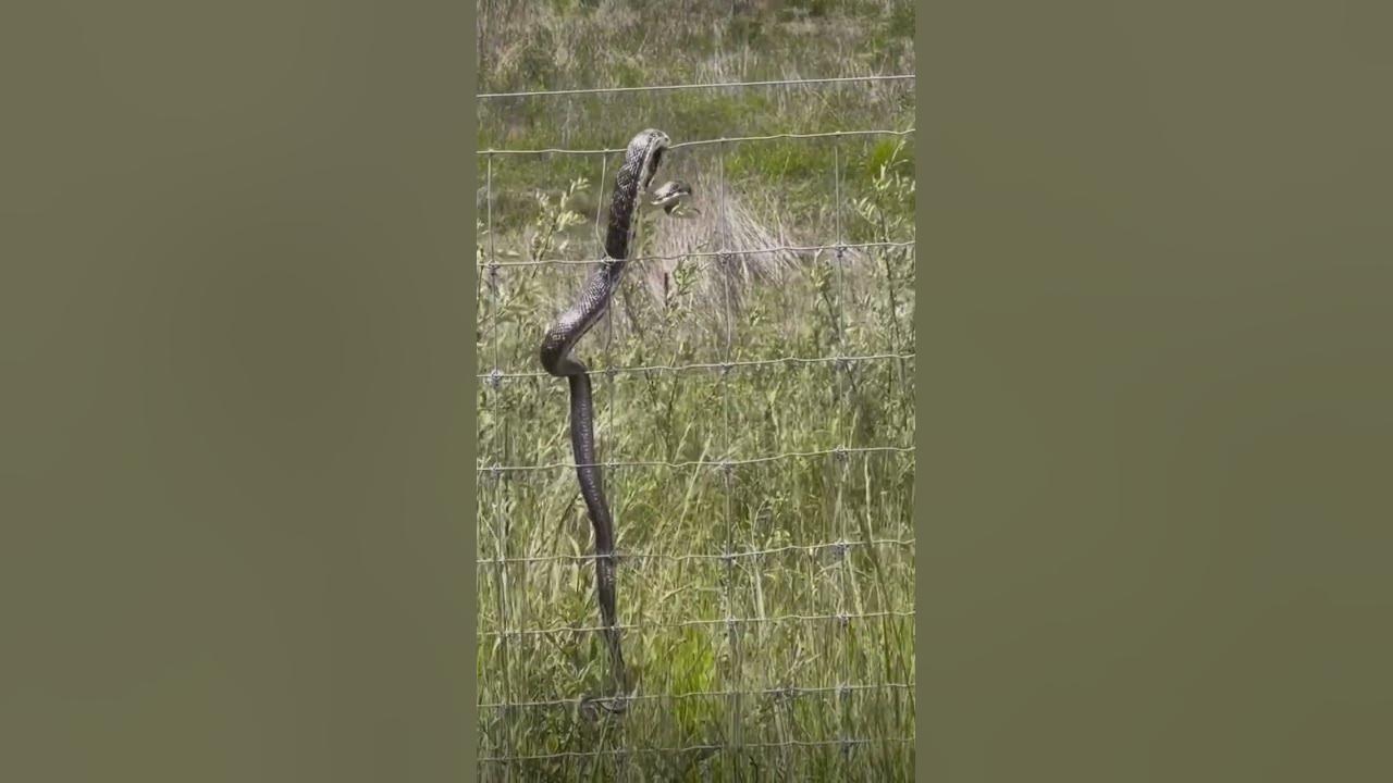 Snake gets a taste of electric #snake #electric #shock #shorts #shorts2023 #crazy #lol