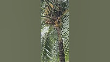 CÂY DỪA BÊN BỜ KÊNH #saigon #mizuki