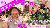 花 カーネーションの育て方 摘芯 Youtube