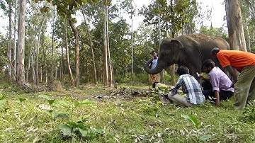 Elephant Footstep Detection MATLAB Based System