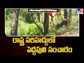 Video of tiger crossing road at Tadoba Tiger Reserve goes viral