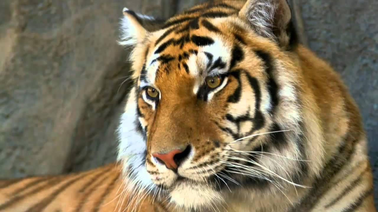 Tiger Sounds - YouTube