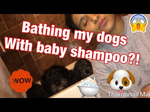 bathing-my-dogs-with-baby-shampoo?!-vlog-#4