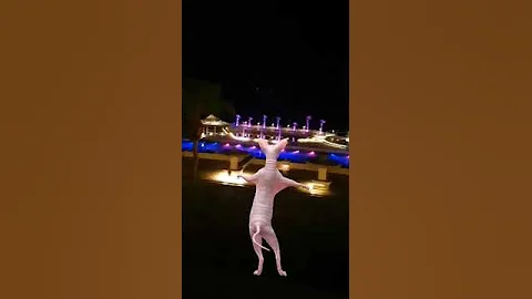 Video 5863031: sphynx cat cute dance, cat dance funny sphynx, cutecats dance catlover