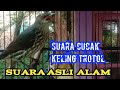 cucak keling trotol belajar bunyi || cucak keling gacor