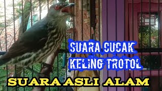 cucak keling trotol belajar bunyi || cucak keling gacor