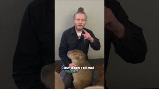 Capybaras beim Video-Dreh mit Wir sind Zoo im Zoo Dortmund @wirsindzoo #capybara #zoo #zoolotse