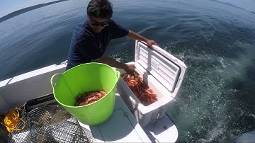 Shrimping Spot Prawns Puget Sound 2015