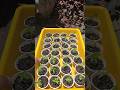 Pimentas Carolina Reaper #pimenta #mudas #horta