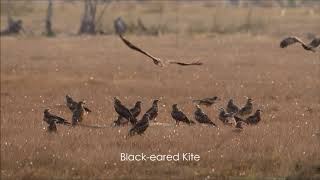 Slow Life Ep4 Open Field