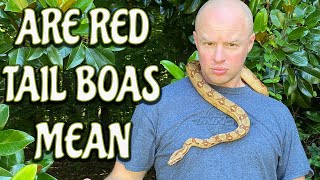 Celebrity Are red tail boas mean? | Breaking down these AMAZING snakes Profile