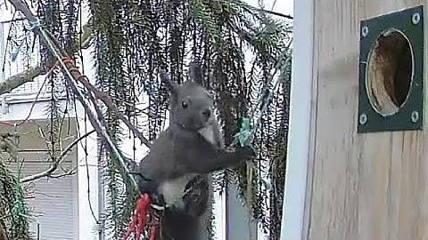 2025-12-10 Vienna - Squirrel Sits, Snacks… Then Starts Chewing the Rope