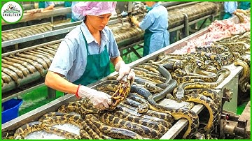 How Farmers Make Millions by Raising Snakes for Their Skin