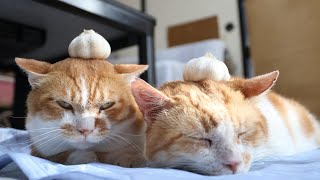 のせ猫 蕗の綿毛 のせ猫 2025 250601 - YouTube
