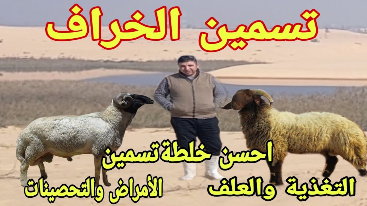مشروع تسمين الخرفان ( أحسن خلطة علف.اهم التحصينات.كيف تحقق الأرباح )مع دكتور/السيد عبد السلام الطوخي