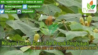 Grosir Biji Balsa Harga Murah dan Siap Disemai