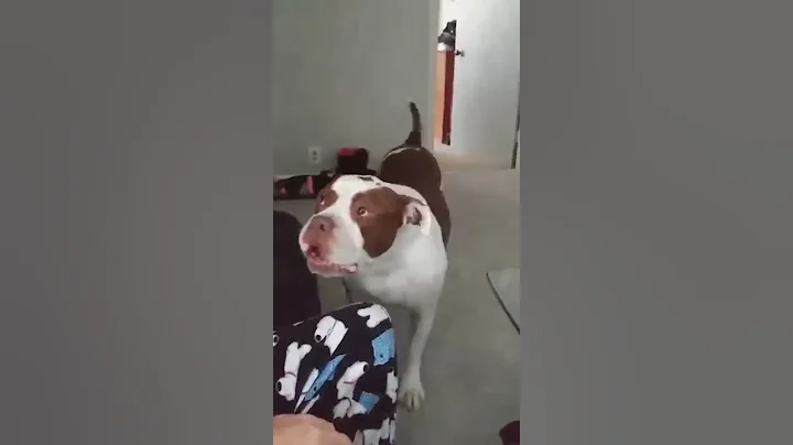 Hayes the bulldog has a talent