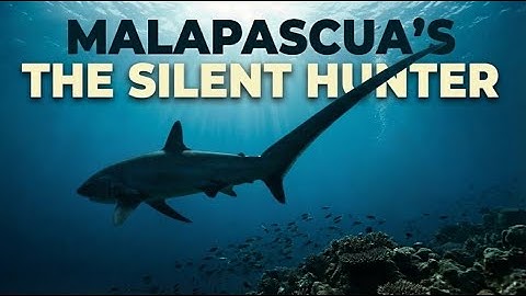 Malapascua: The Silent Hunter of the Deep