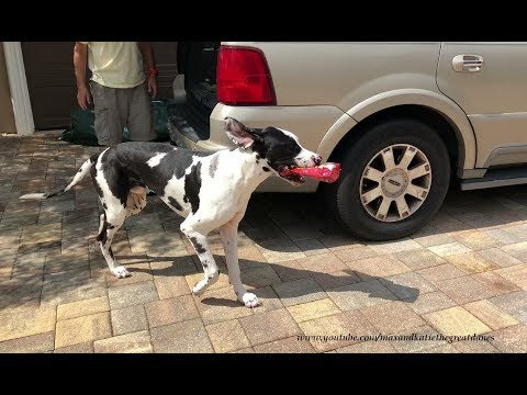 great-dane-puppy-learns-to-carry-dog-treats-into-the-house